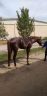 Il cavallo Aramis Charlemagne è in vendita