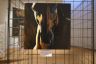 La fotogallery dell'inaugurazione della mostra Cavalli d'Autore