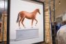 La fotogallery dell'inaugurazione della mostra Cavalli d'Autore
