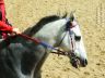 La Storia del Palio di Ferrara