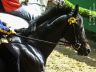 La Storia del Palio di Ferrara