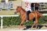 La gallery fotografica delle corse a Fucecchio