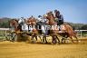 Mociano: la gallery di Lara Latragna dei lavori di addestramento