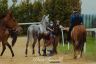 La fotogallery dei lavori di addestramento alla pista di Mociano