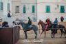 La fotogallery del Palio di Bientina 2019