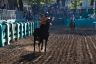 La fotogallery del Palio di Ferrara 2019