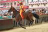 Palio 2 luglio 2019: la fotogallery di Antonio Fraioli