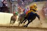 Palio 2 luglio 2019: la fotogallery di Antonio Fraioli