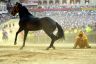 Palio 2 luglio 2019: la fotogallery di Antonio Fraioli