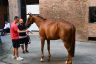 Palio 2 luglio 2019: la fotogallery di Antonio Fraioli