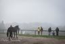 Questa mattina sono stati 14 i cavalli presentati alla Clinica del Ceppo