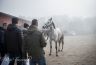Questa mattina sono stati 14 i cavalli presentati alla Clinica del Ceppo