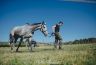 Palio 2 luglio 2019: la fotogallery delle Previsite di ieri