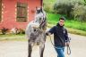 Previsite Albo Cavalli 2019: la fotogallery di Raul Catalani