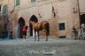 Palio 2 luglio 2019: la fotogallery della Provaccia