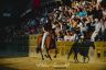 Palio 2 luglio 2019: la fotogallery delle Prove Regolamentate di oggi